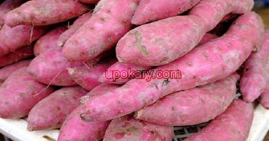 sweet potato