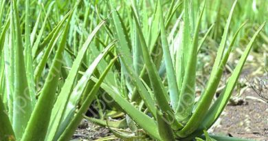 aloe-vera
