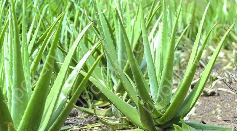 aloe-vera
