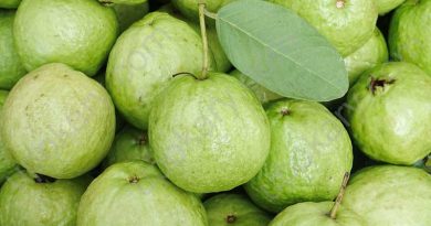 Guava fruit
