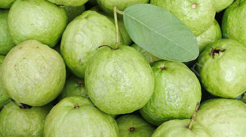 Guava fruit