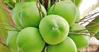 green coconut
