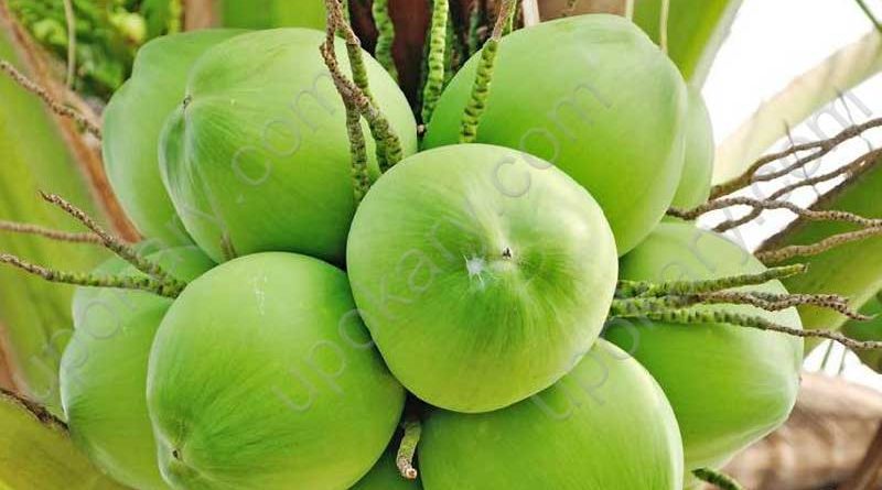 green coconut