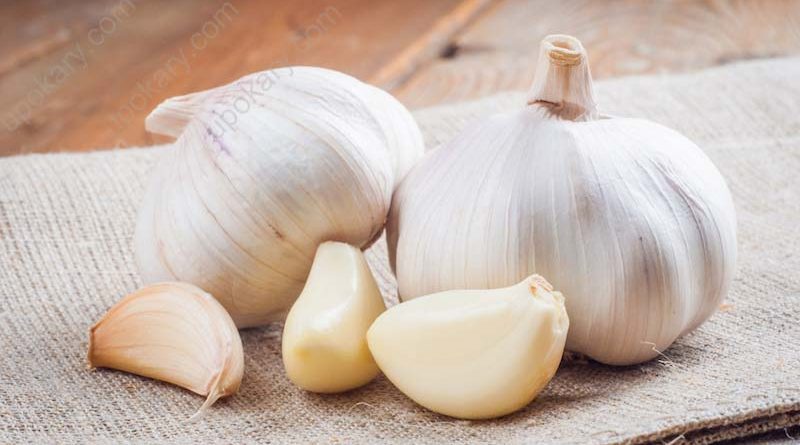 garlic