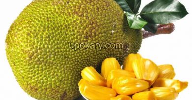 healthy jackfruit