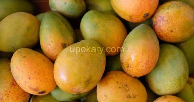 mango fruit