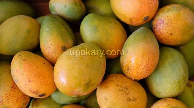 mango fruit