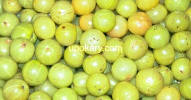 healthy amla