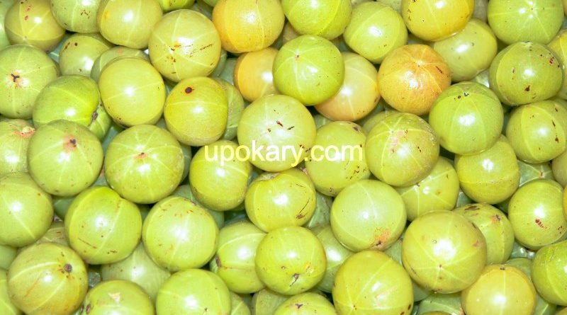 healthy amla