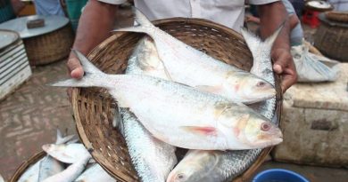 hilsha fish