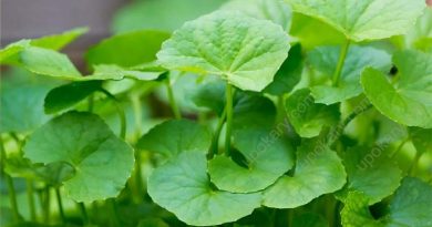 indian pennywort