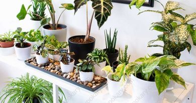 indoor plants