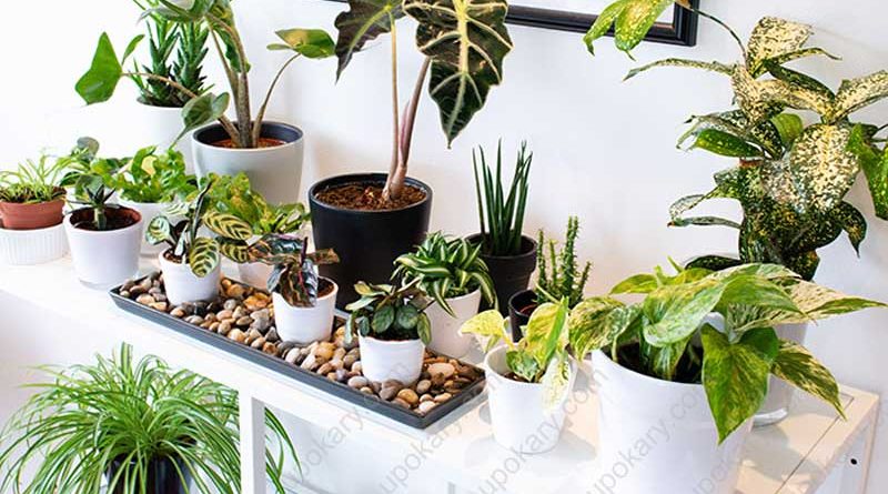 indoor plants