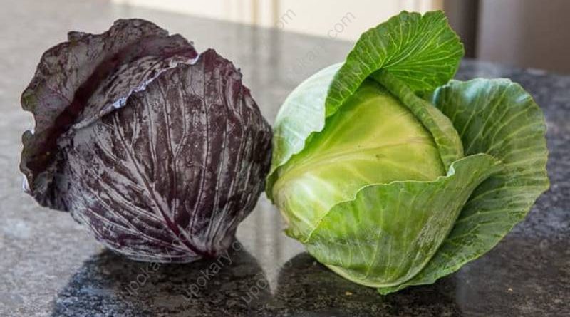 cabbage