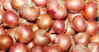 onion-3