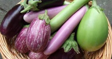 Eggplant