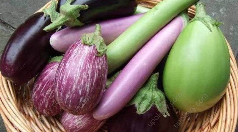 Eggplant
