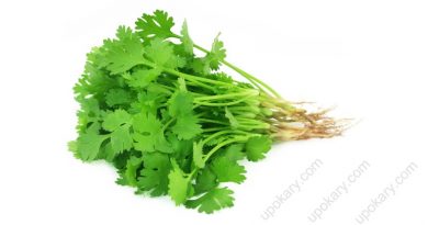 coriander