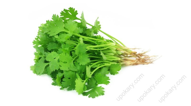 coriander