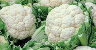 fresh cauliflower