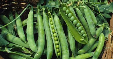 green peas