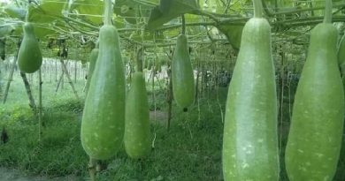 bottle gourd
