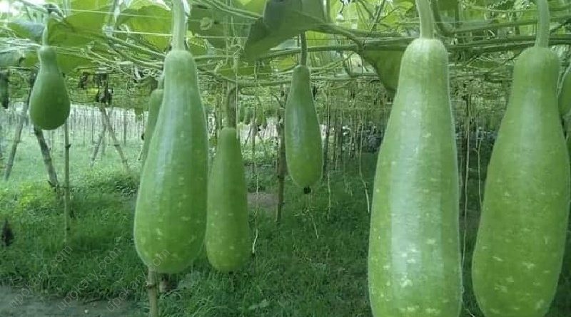 bottle gourd