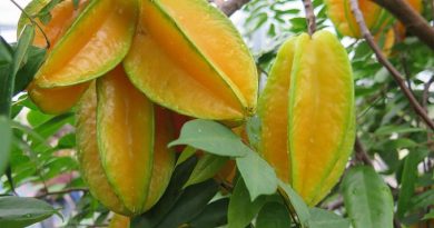 carambola