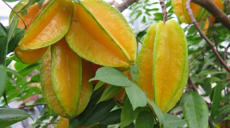 carambola