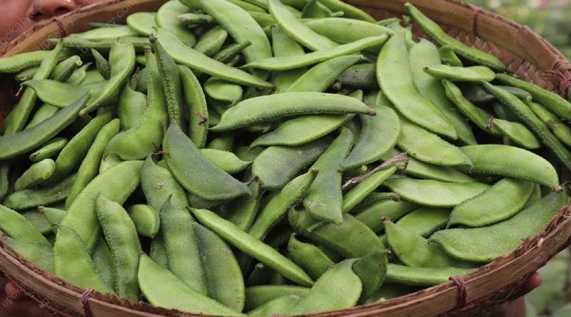 green bean in a stalk