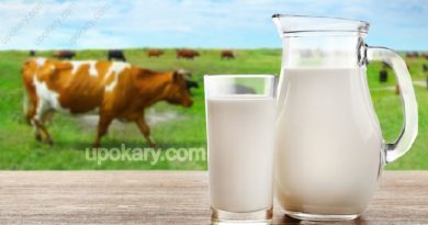 healthy cow milk