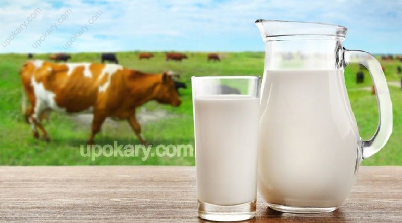 healthy cow milk