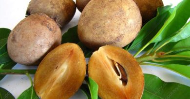 Sapodilla