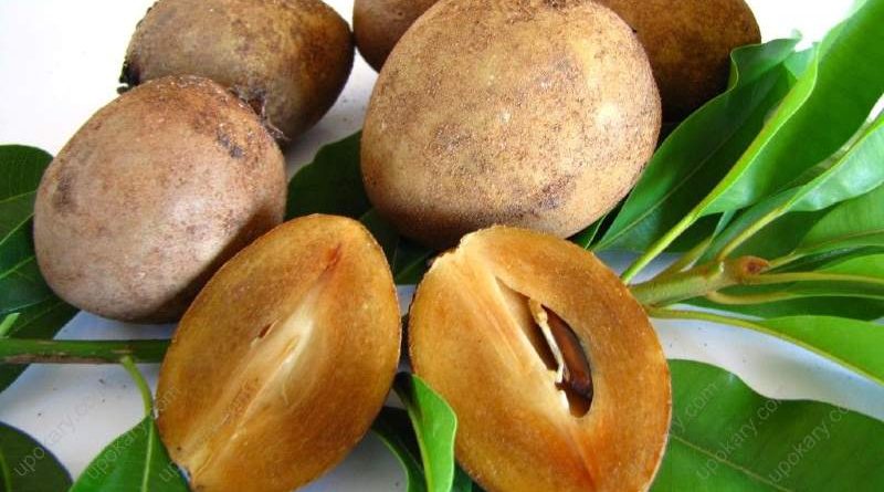 Sapodilla