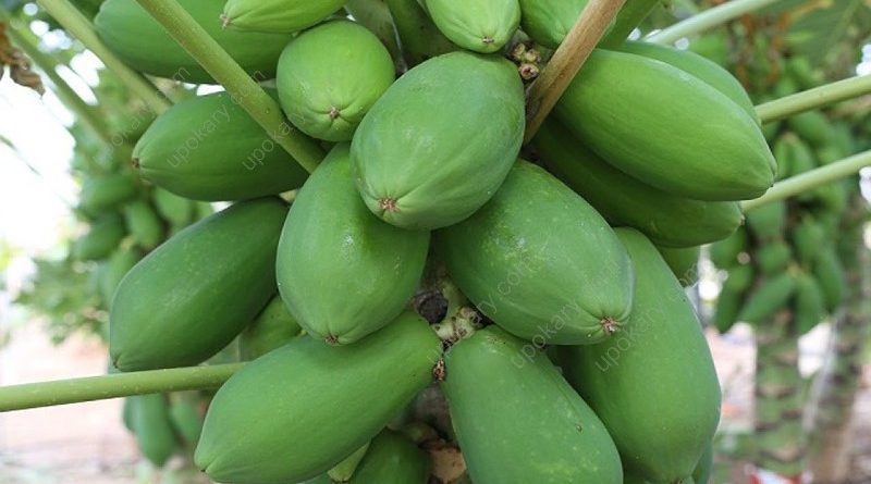 greenpapaya