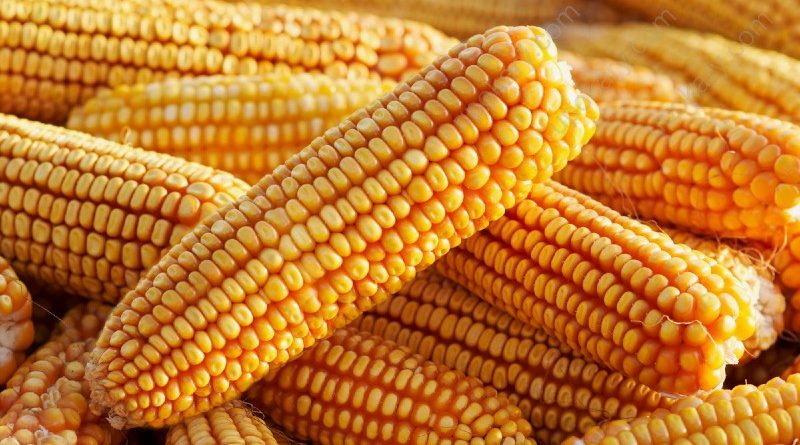 corn