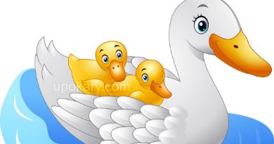 mother duck with baby ducks