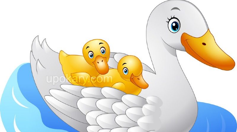 mother duck with baby ducks