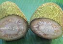 raw jackfruit