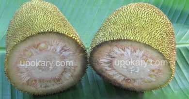 raw jackfruit