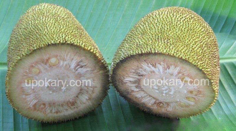 raw jackfruit