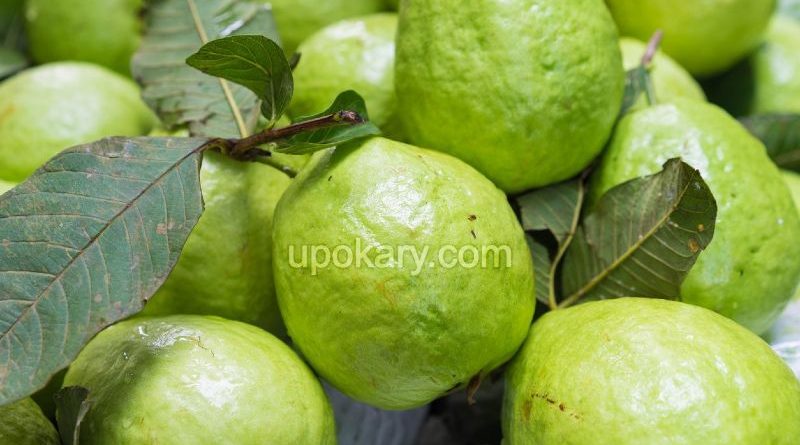 healthy guava fruit