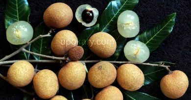 longan lychee