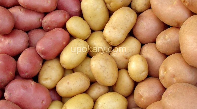 potato