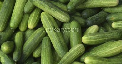 cucumber