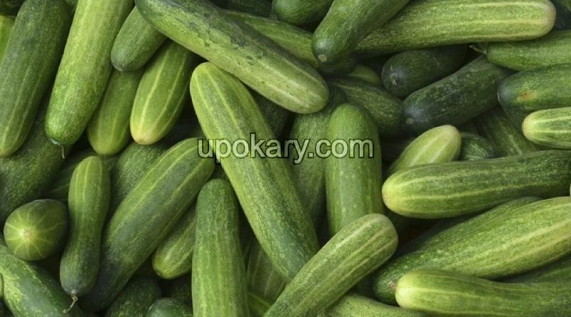 cucumber