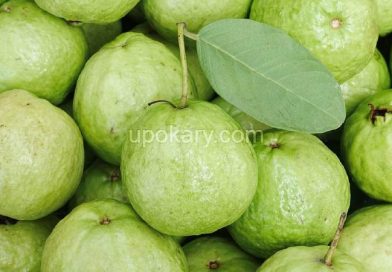 guava