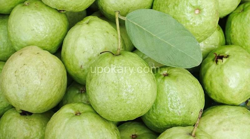 guava