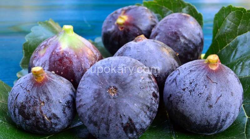 Figs