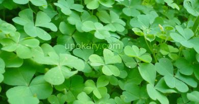 Oxalis corniculata